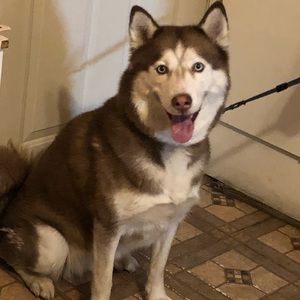 Meet your Posher, Joshua